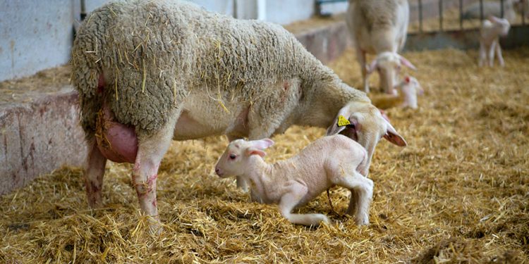 Management measures to control abortions in small ruminants
