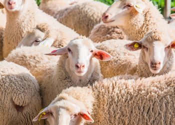 MASTITIS CLÍNICAS: Las que podemos ver