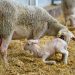 Management measures for controlling Ovine enzootic abortions in sheep and goats