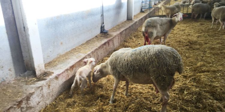 Pregnant ewes: Management measures are crucial to control enzootic abortion