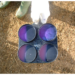 the costs of mastitis test (CMT) in sheep and goats