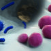PATHOGENS RESPONSIBLE FOR ABORTIONS IN SHEEP AND GOATS: CHLAMYDIA AND SALMONELLA