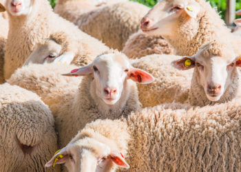 CLINICAL MASTITIS: Those we can see
