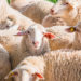CLINICAL MASTITIS: Those we can see