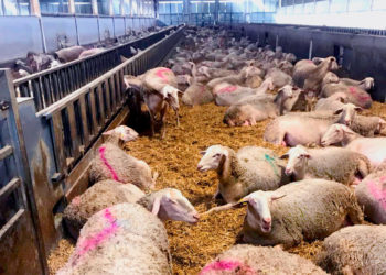 Sheep farming & reproductive seasonality