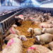 Sheep farming & reproductive seasonality