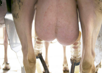 SHEEP AND GOAT UDDER BASICS: How does it work?