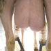 SHEEP AND GOAT UDDER BASICS: How does it work?
