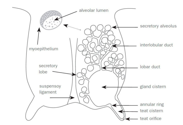 Sheep and goat udders: understanding the basics of anatomy & physiology