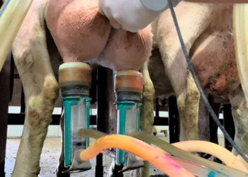 Reduction of staphylococcal shedding by vaccination against mastitis in sheep and goats