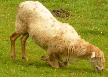 footrot: infectious ovine pododermatitis