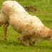 footrot: infectious ovine pododermatitis