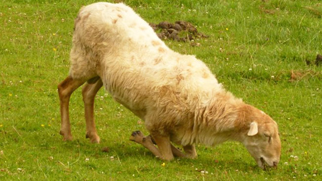 Pododermatite infettiva: Animale che pascola in ginocchio, tipico segno di zoppina.