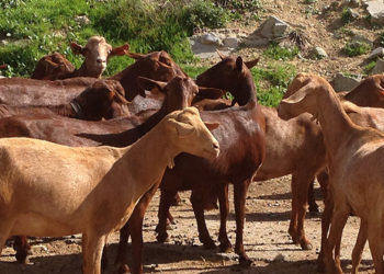 Learn about Contagious Agalactia: Giving it the relevance it deserves