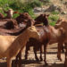 Learn about Contagious Agalactia: Giving it the relevance it deserves