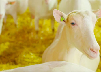 Success story in the Netherlands against goat mastitis: What has been the key?