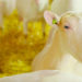 Success story in the Netherlands against goat mastitis: What has been the key?