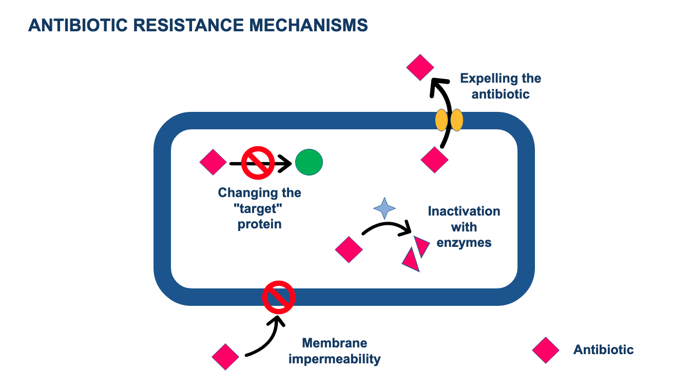 Why Do Bacterial Resistances Appear Antibiotic Resistance Mechanisms