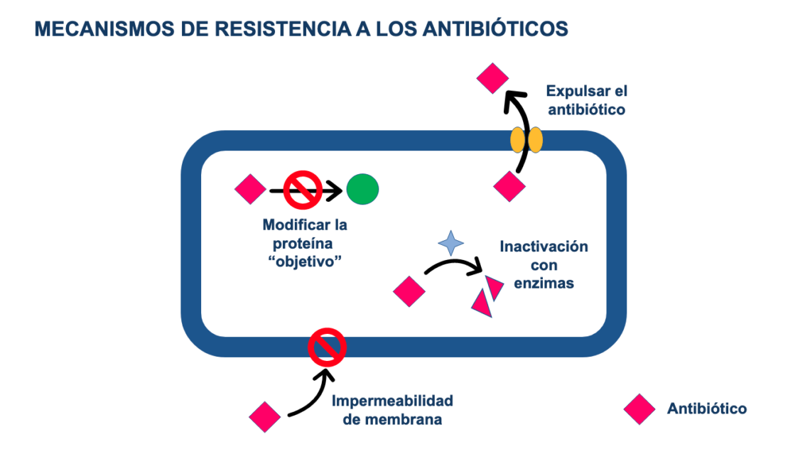 Why Do Bacterial Resistances Appear Antibiotic Resistance Mechanisms