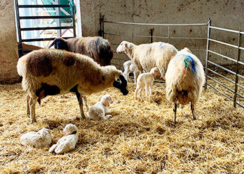 ΠΡΟΚΛΗΣΗ ΕΜΒΟΛΙΟΥ: ΠΩΣ ΝΑ ΠΡΟΣΤΑΤΕΥΕΙ ΚΑΛΥΤΕΡΑ ΑΠΟ ΤΙΣ ΑΠΟΒΟΛΕΣ ΛΟΓΩ ΣΑΛΜΟΝΕΛΑΣ