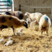 Desafiando una vacuna: ¿Cómo es la mejor protección contra los abortos por salmonella?