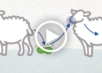 How are Chlamydia and Salmonella transmitted? Their control keys