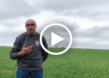 Success story against mastitis in sheep: before and after
