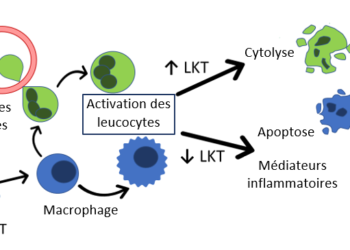 Complexe respiratoire ovin : percer ses secrets