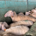 Use of antibiotics in small ruminants: there are many questions