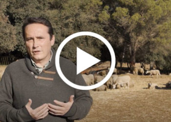 Ovine respiratory complex: Key points for keeping it under control