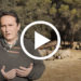 Ovine respiratory complex: Key points for keeping it under control