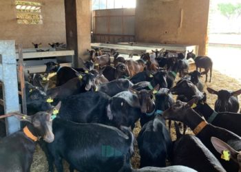 Ovine respiratory complex: Key points for keeping it under control