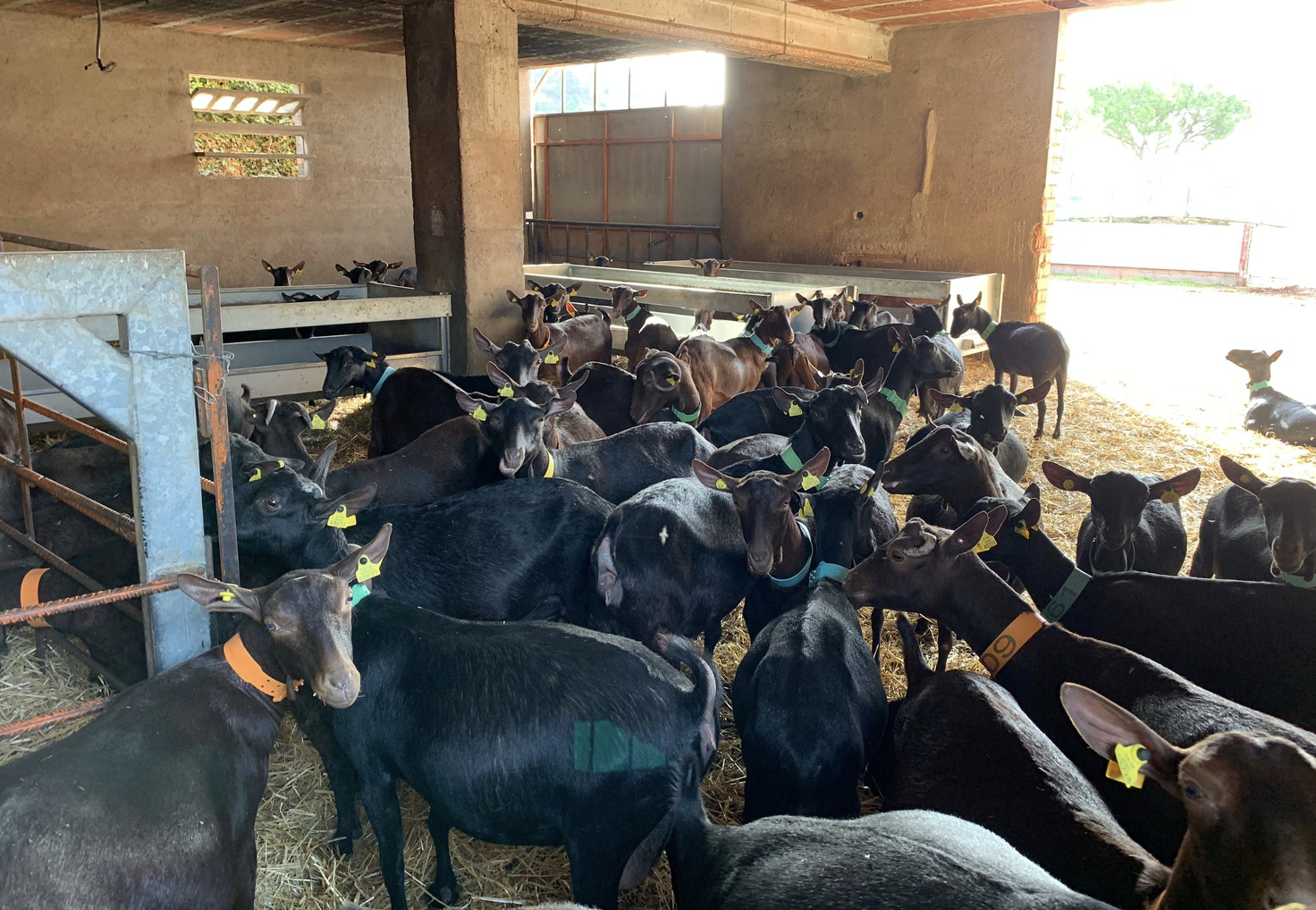 μέτρα βιοασφάλειας στις κτηνοτροφικές εκμεταλλεύσεις