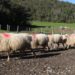 Footrot: Efficacy and Safety of the vaccine on farms in Brazil