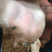 Mastitis causes pain and stress