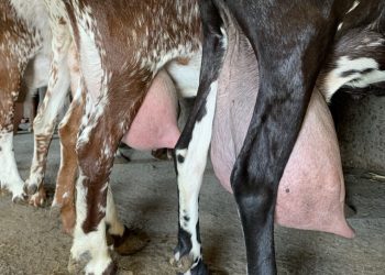 vaccinating against mastitis
