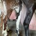 vaccinating against mastitis