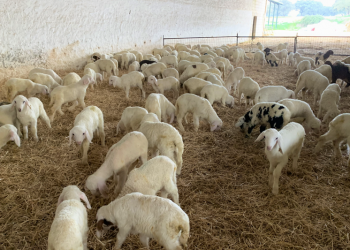 Colostrum : la première étape pour garantir l’avenir de l’exploitation