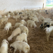 Colostrum: the first step to ensuring the future of the farm