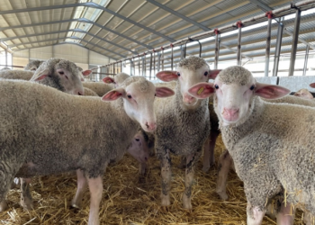 Clostridia : quelles sont les principales espèces ?