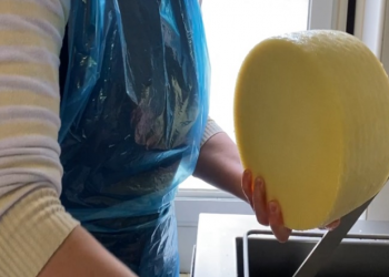 Can somatic cells affect cheese production?