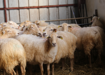 How to act if we have cases of abortion on the farm: Action plan