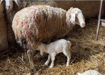 Quelle est la méthode la plus efficace pour prévenir les maladies associées à Clostridium?