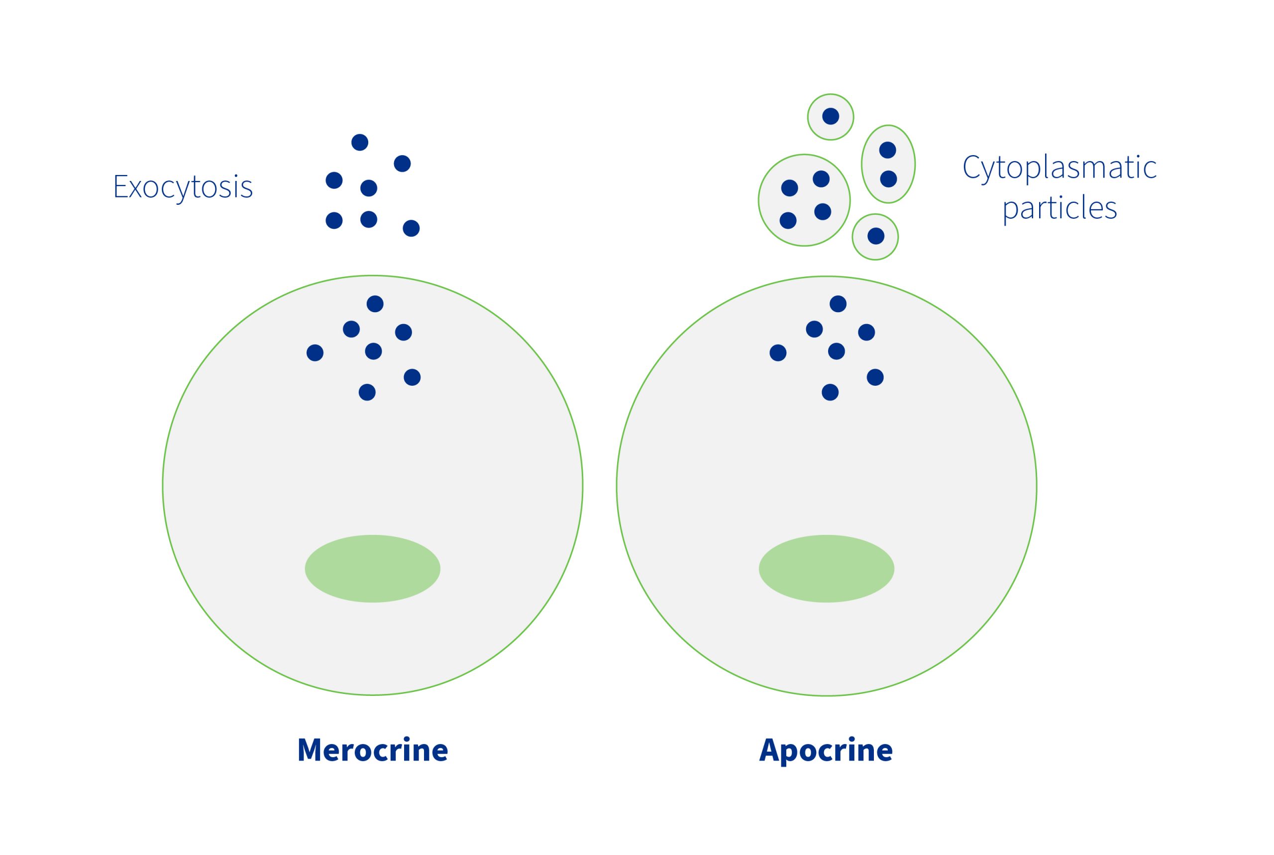 Secretion of milk components can be of the merocrine or apocrine type.