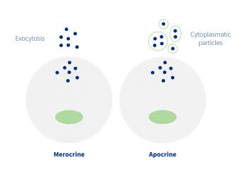 Secretion of milk components can be of the merocrine or apocrine type.