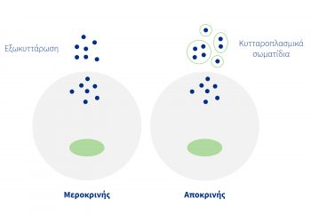Η έκκριση των συστατικών του γάλακτος μπορεί να είναι μεροκρινής ή αποκρινής.