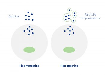 La secrezione dei componenti del latte può essere di tipo merocrino o apocrino.