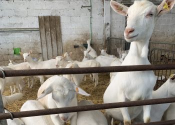 Impact Of Vaccination Against Mastitis In Primiparous Goats: A Study In The Netherlands