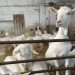 Impact Of Vaccination Against Mastitis In Primiparous Goats: A Study In The Netherlands