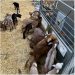 Protect them for life: Respiratory problems during lactation